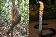 Thả 12 cá thể động vật hoang dã có tên trong sách đỏ về rừng ở Đồng Nai